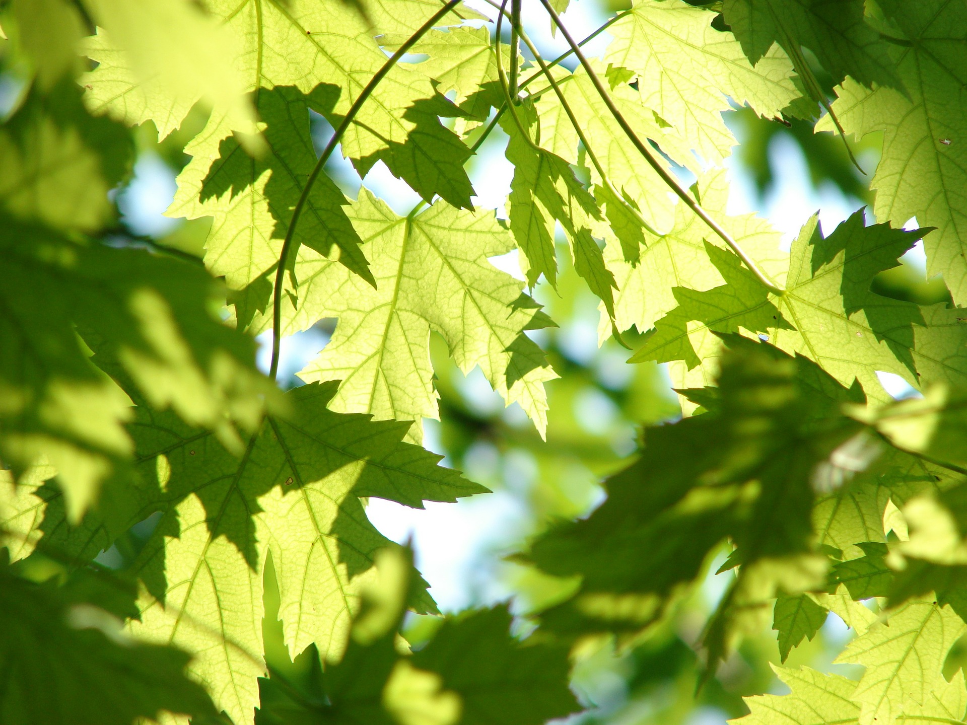 leaves-291024_1920