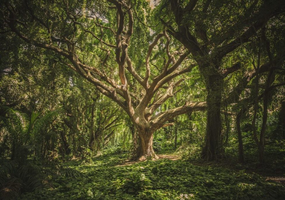 forest tree